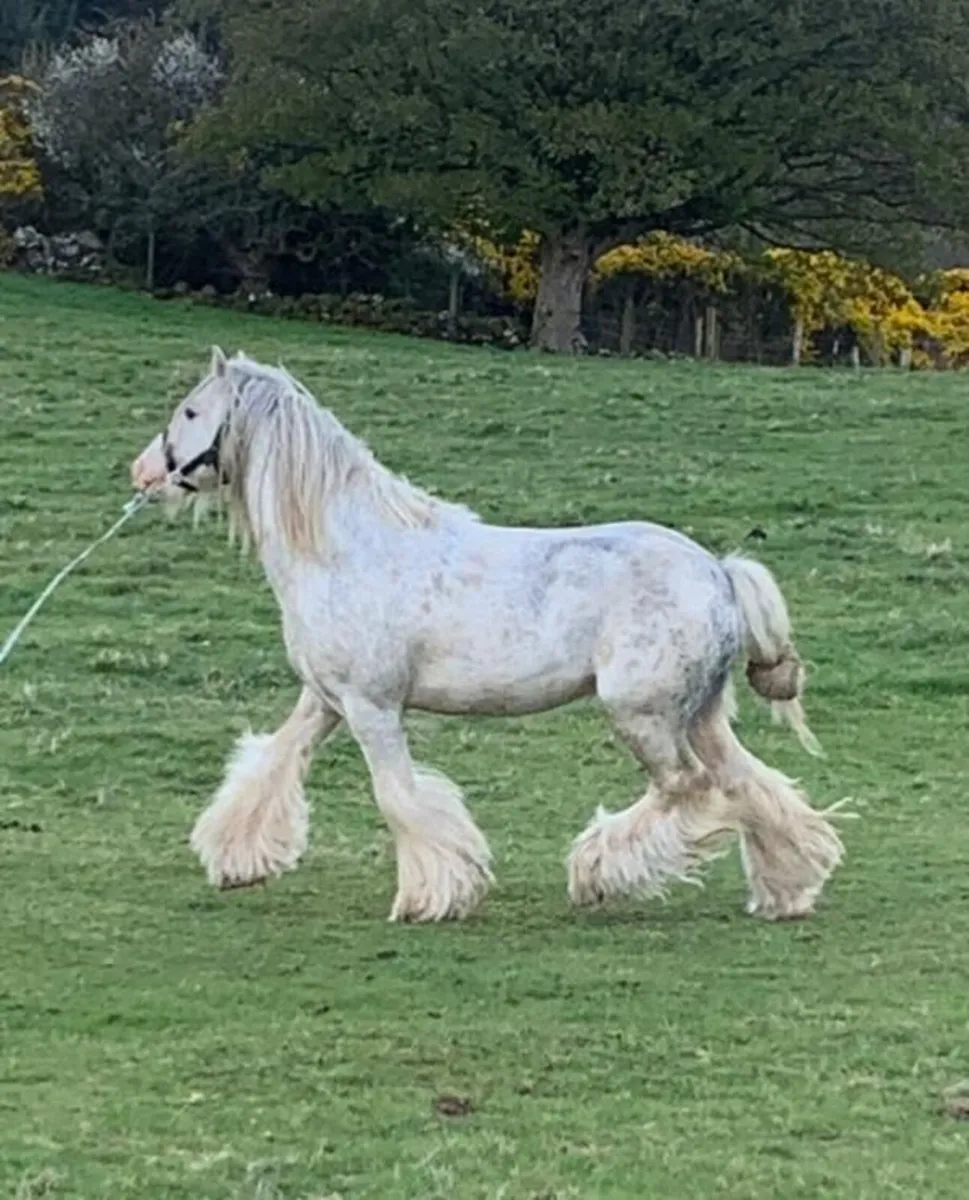 Stallion for sale - Image 3