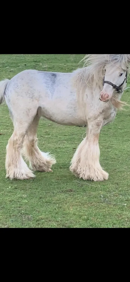 Stallion for sale - Image 4