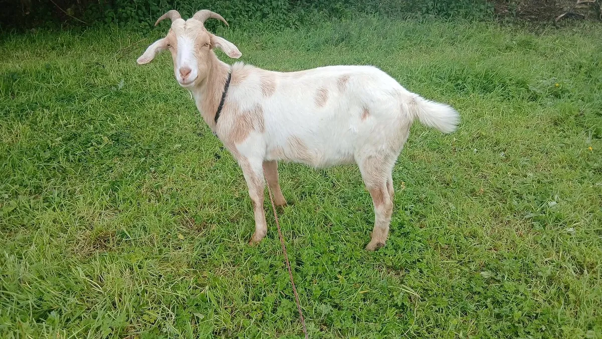 Goats - Image 1