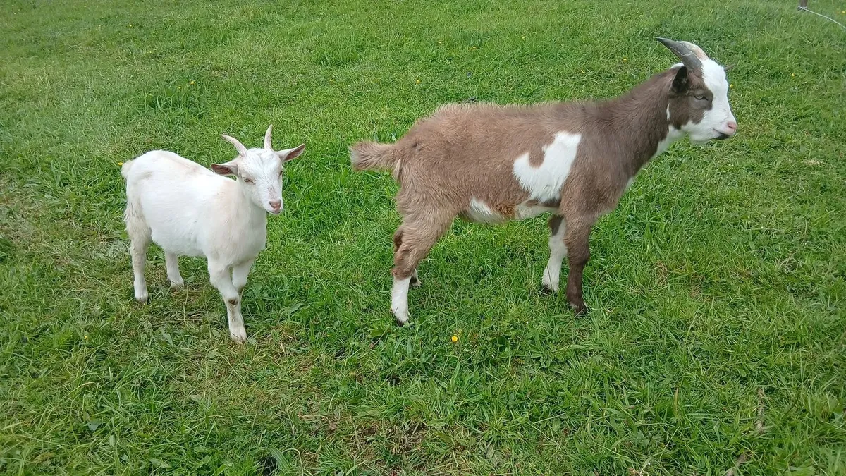 Goats - Image 2