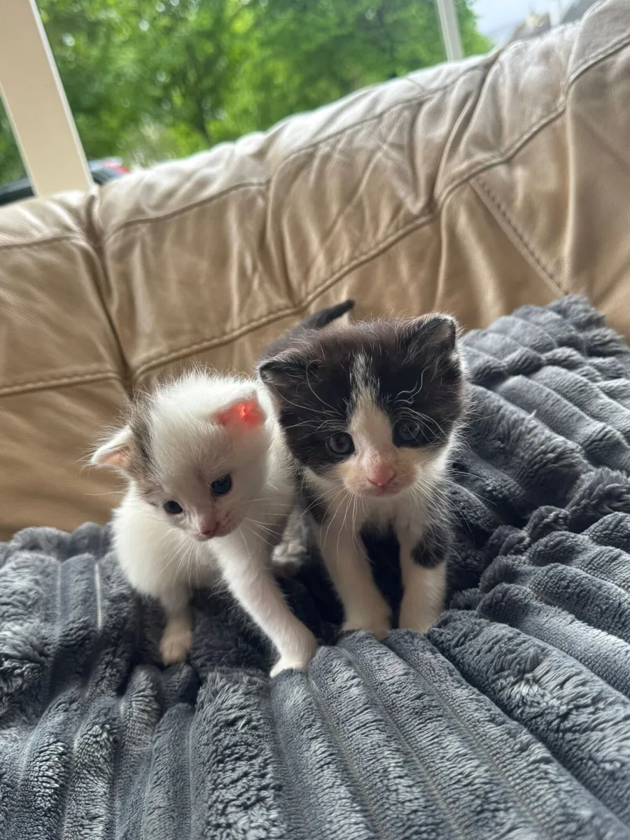 2 BEAUTIFUL KITTINS - Image 1