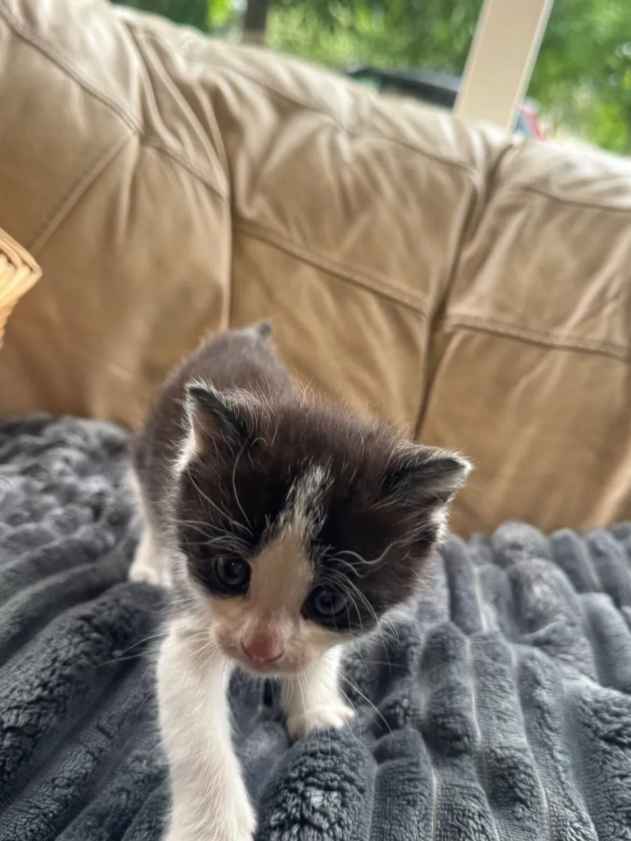 2 BEAUTIFUL KITTINS - Image 2