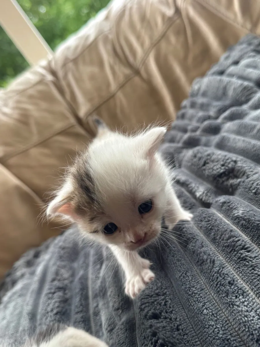 2 BEAUTIFUL KITTINS - Image 3