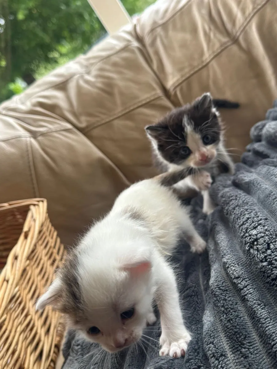 2 BEAUTIFUL KITTINS - Image 4