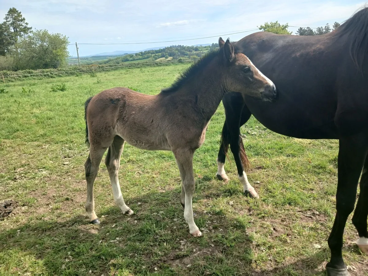 TIH Mare and Foal - Image 2