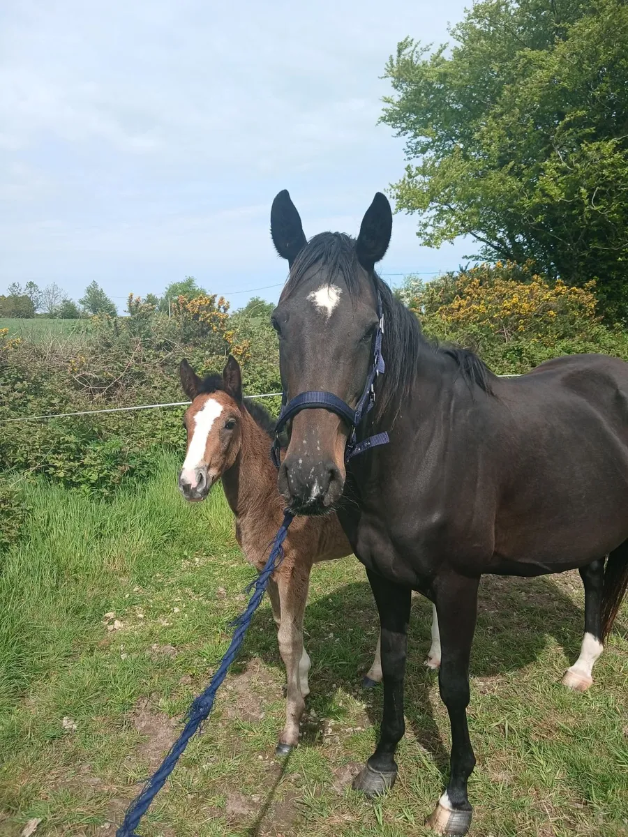 TIH Mare and Foal - Image 1