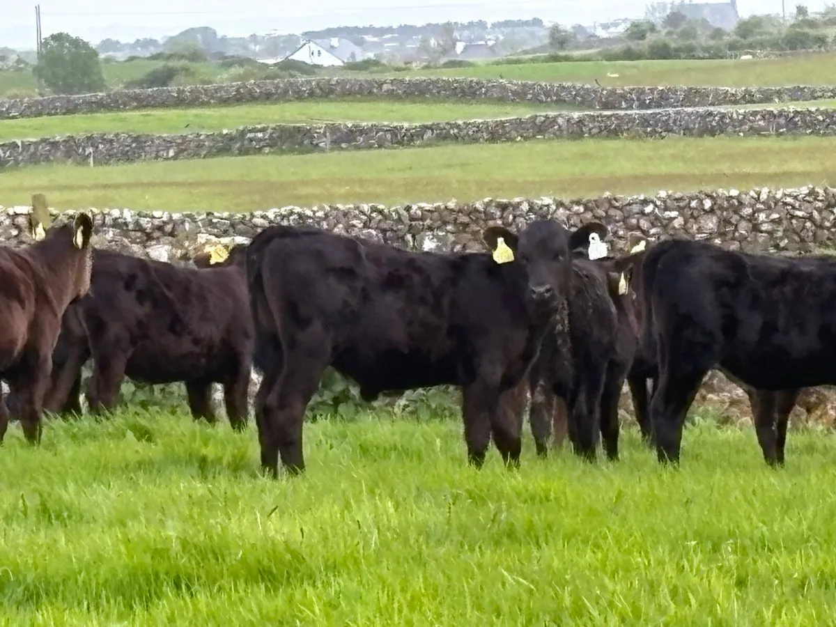 15 reared Angus heifers - Image 1