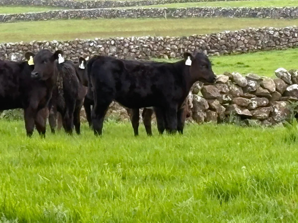 15 reared Angus heifers - Image 2
