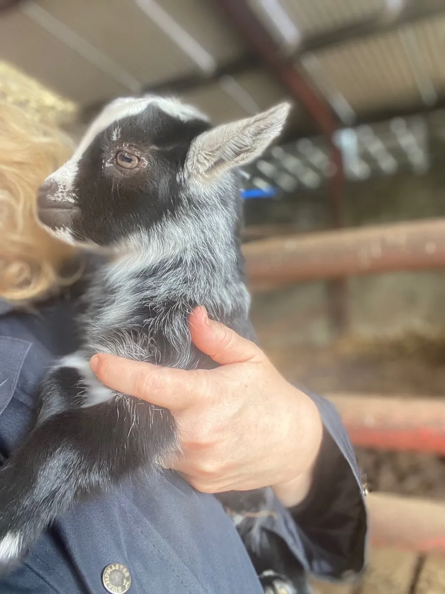 Pygmy goat kids - Image 2