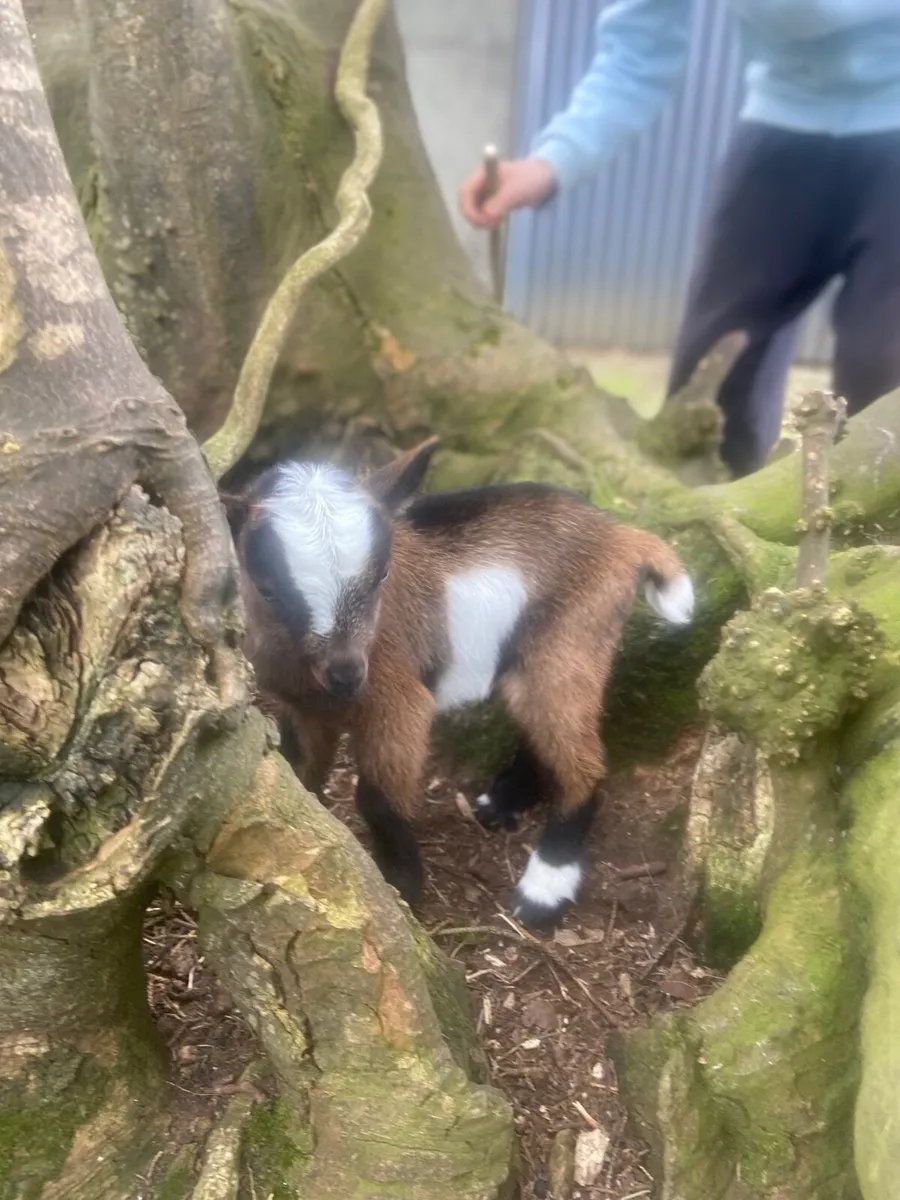 Pygmy goat kids - Image 3