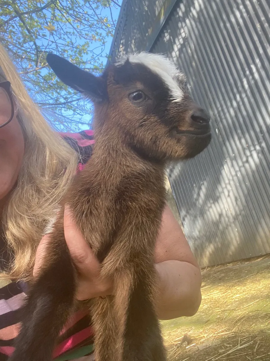 Pygmy goat kids - Image 4
