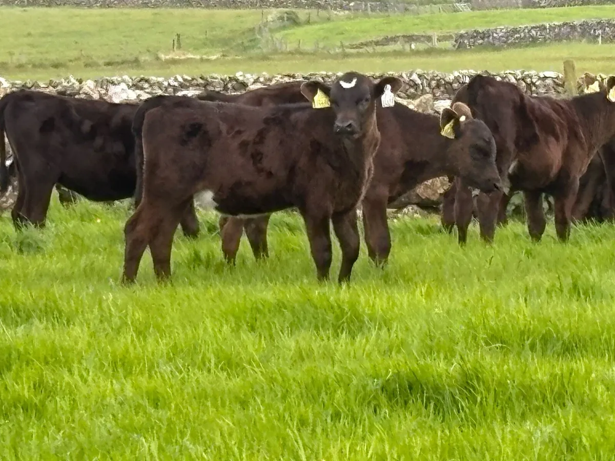 15 reared Angus heifers - Image 3