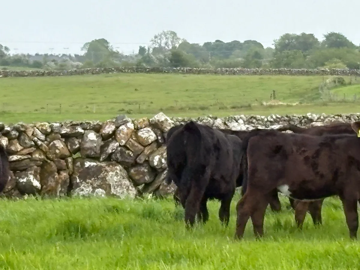 15 reared Angus heifers - Image 4