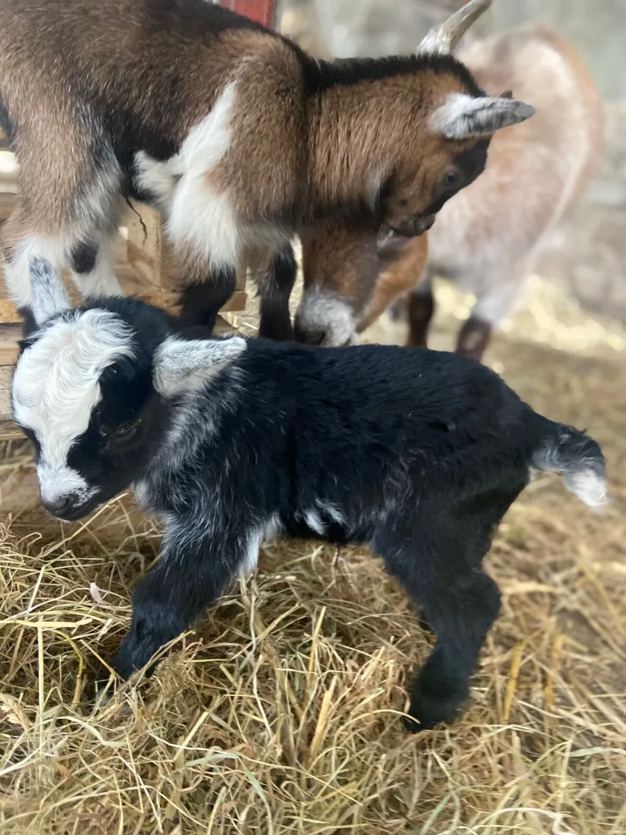 Pygmy goat kids - Image 1