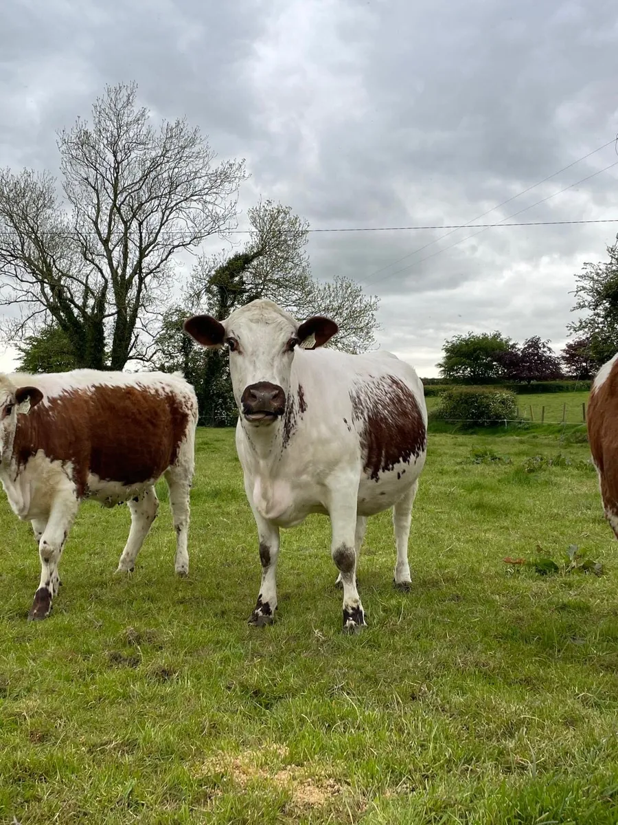 Irish Moiled cattle - Image 1