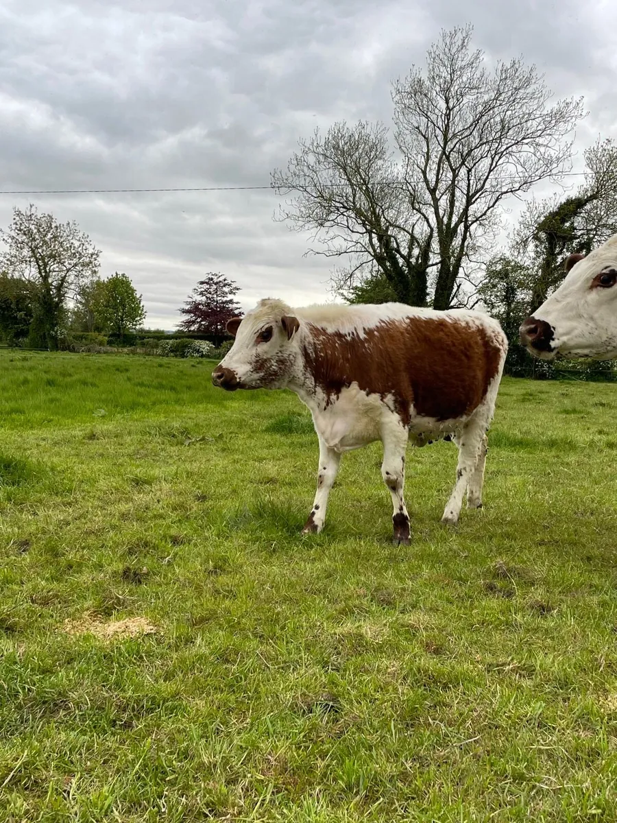 Irish Moiled cattle - Image 4