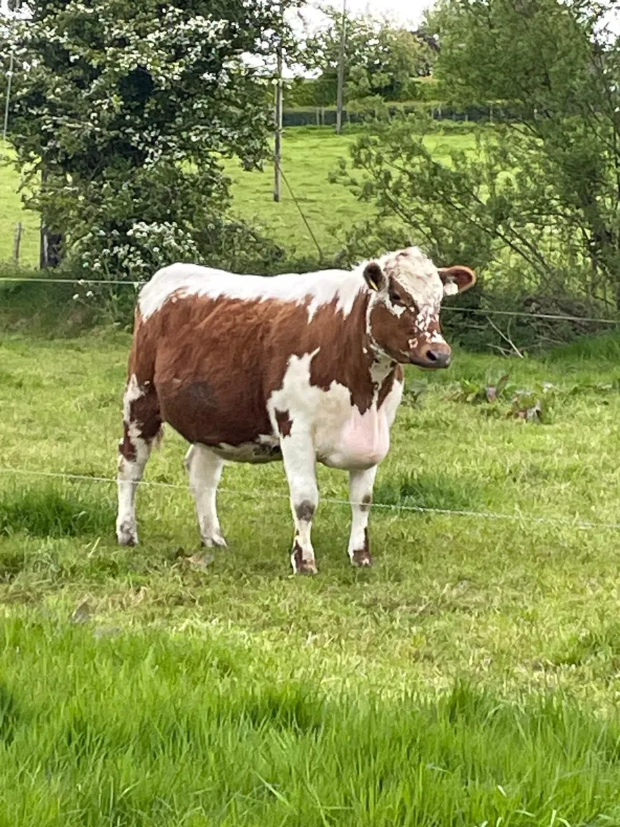 Irish Moiled cattle - Image 2