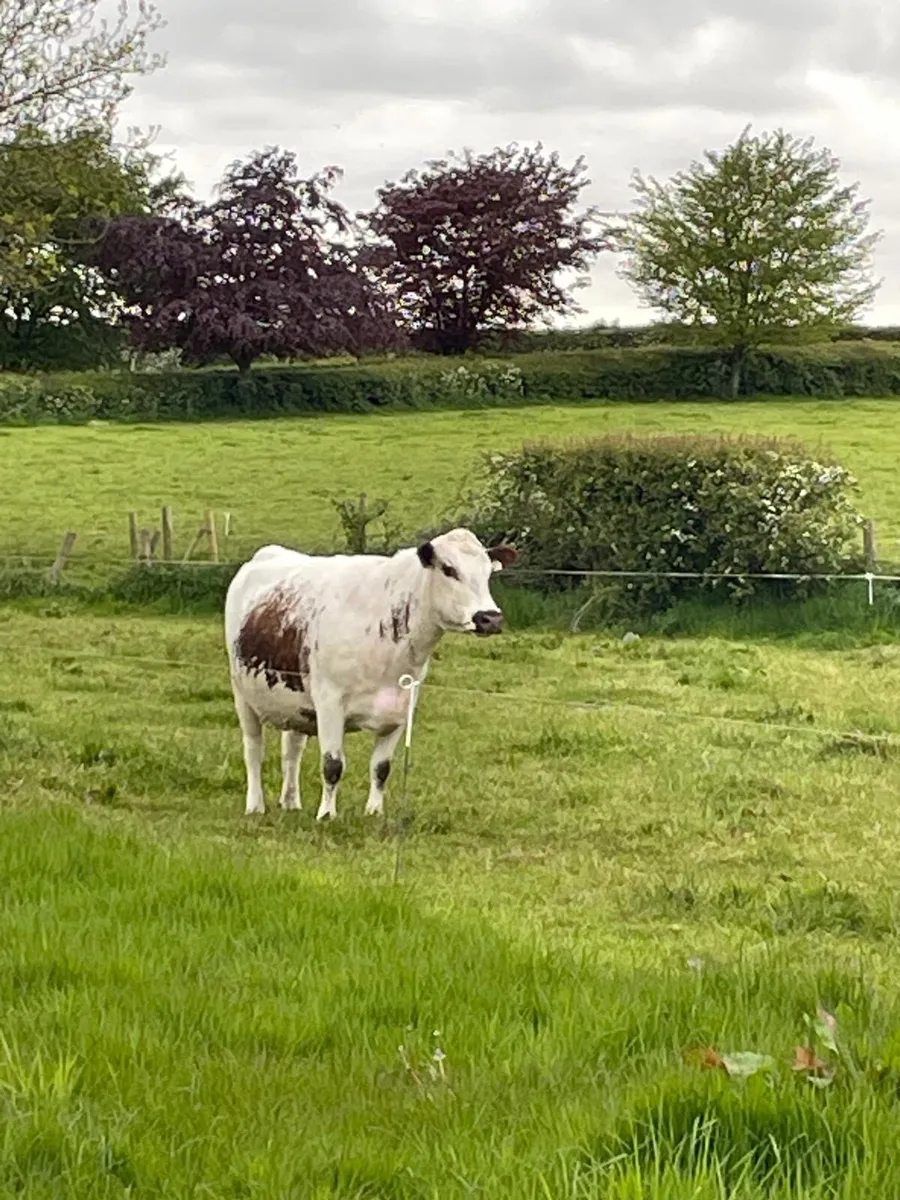 Irish Moiled cattle - Image 3