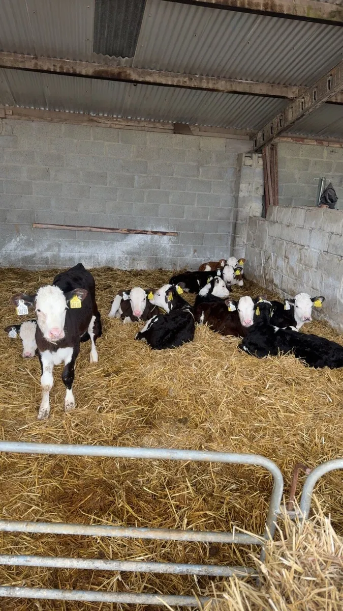 Calves - Image 2