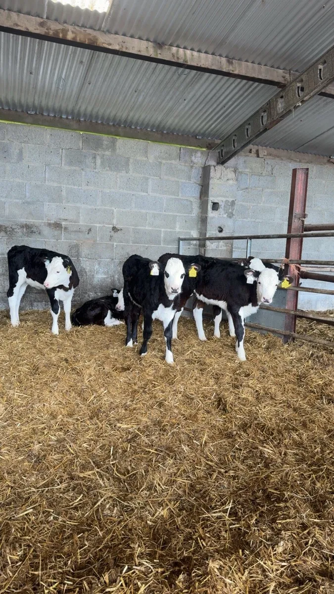 Calves - Image 1