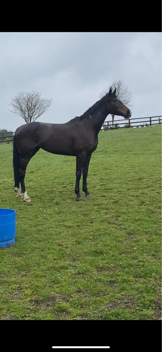 2018 Jet Away Mare - Image 1
