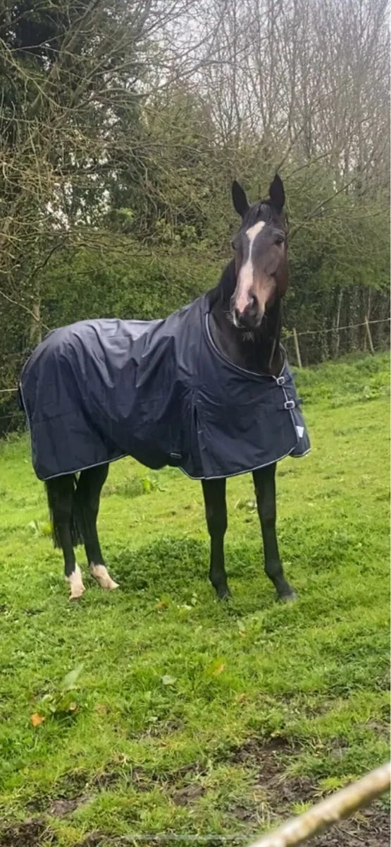 2018 Jet Away Mare - Image 2