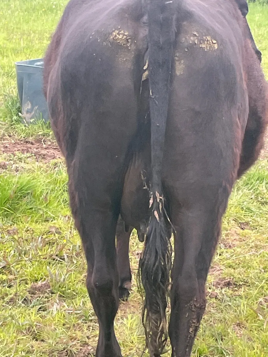 PUREBRED AA COW & CALF - Image 3