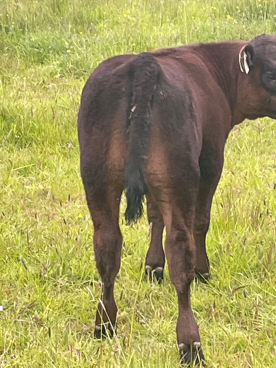 PUREBRED AA COW & CALF - Image 4