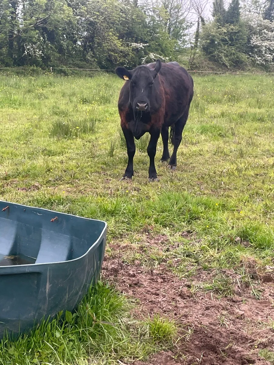 PUREBRED AA COW & CALF - Image 1
