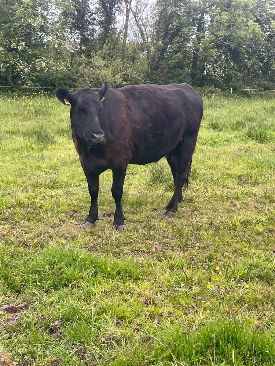 PUREBRED AA COW & CALF - Image 2