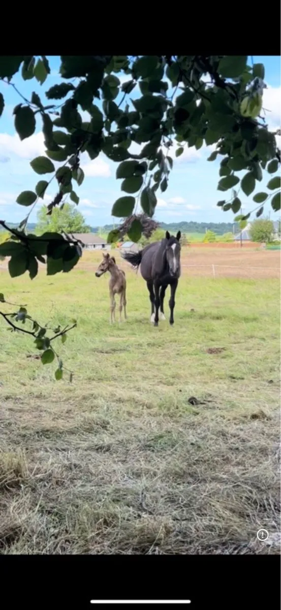 2018 Jet Away Mare - Image 3