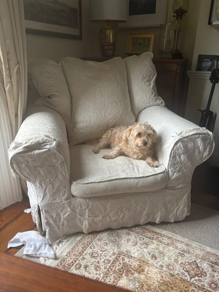 Arm chair. Dog not included - Image 1
