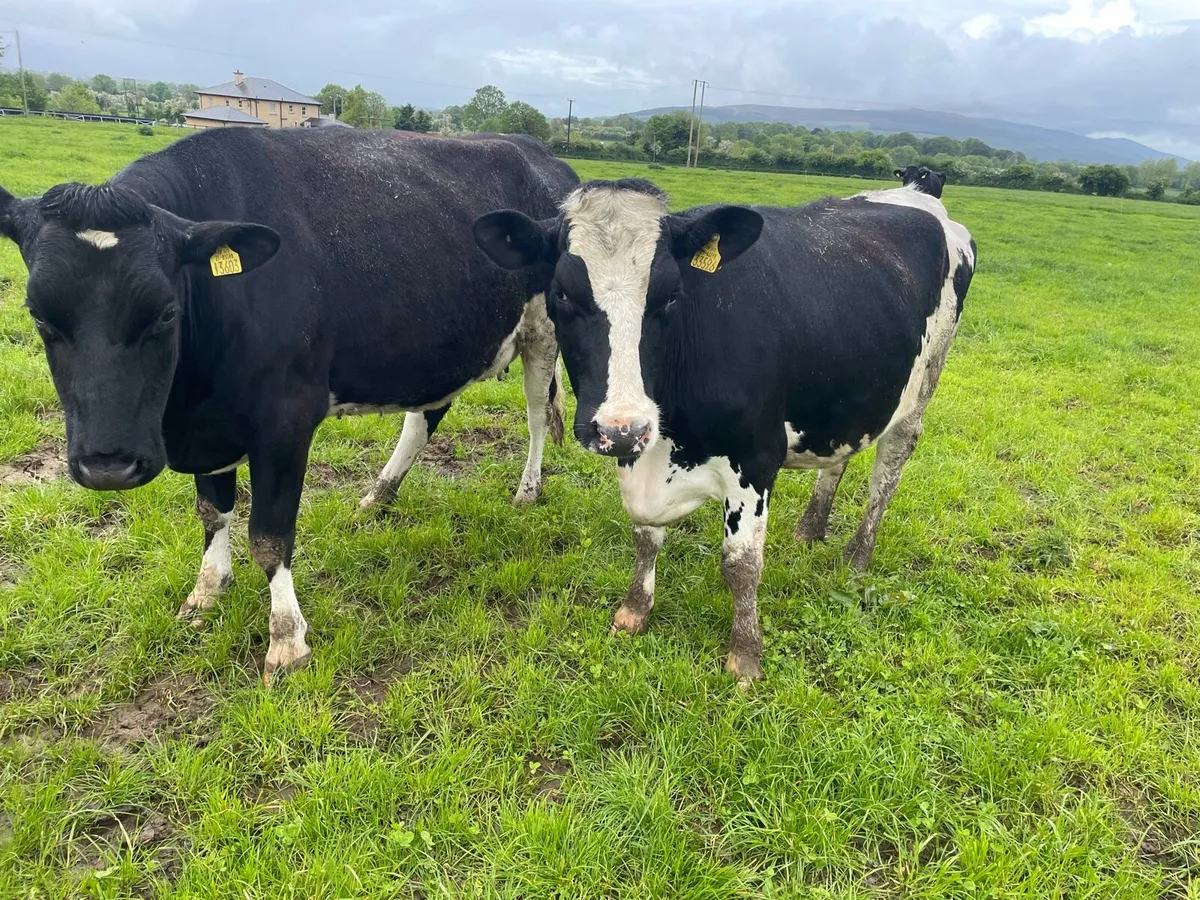 In Calf heifers - Image 2