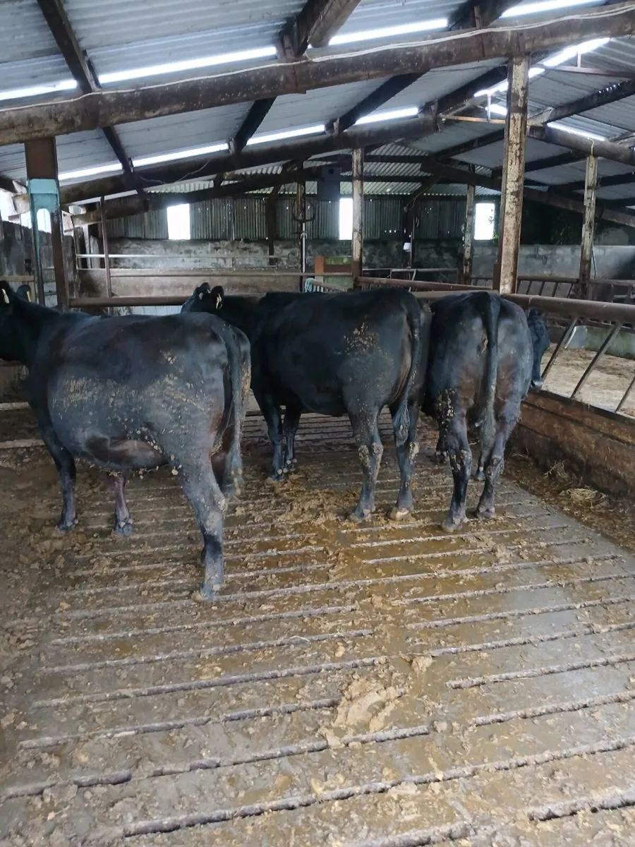 3 AA Heifers - Image 1