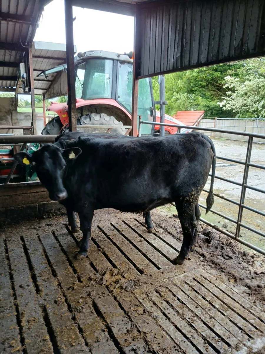 3 AA Heifers - Image 2
