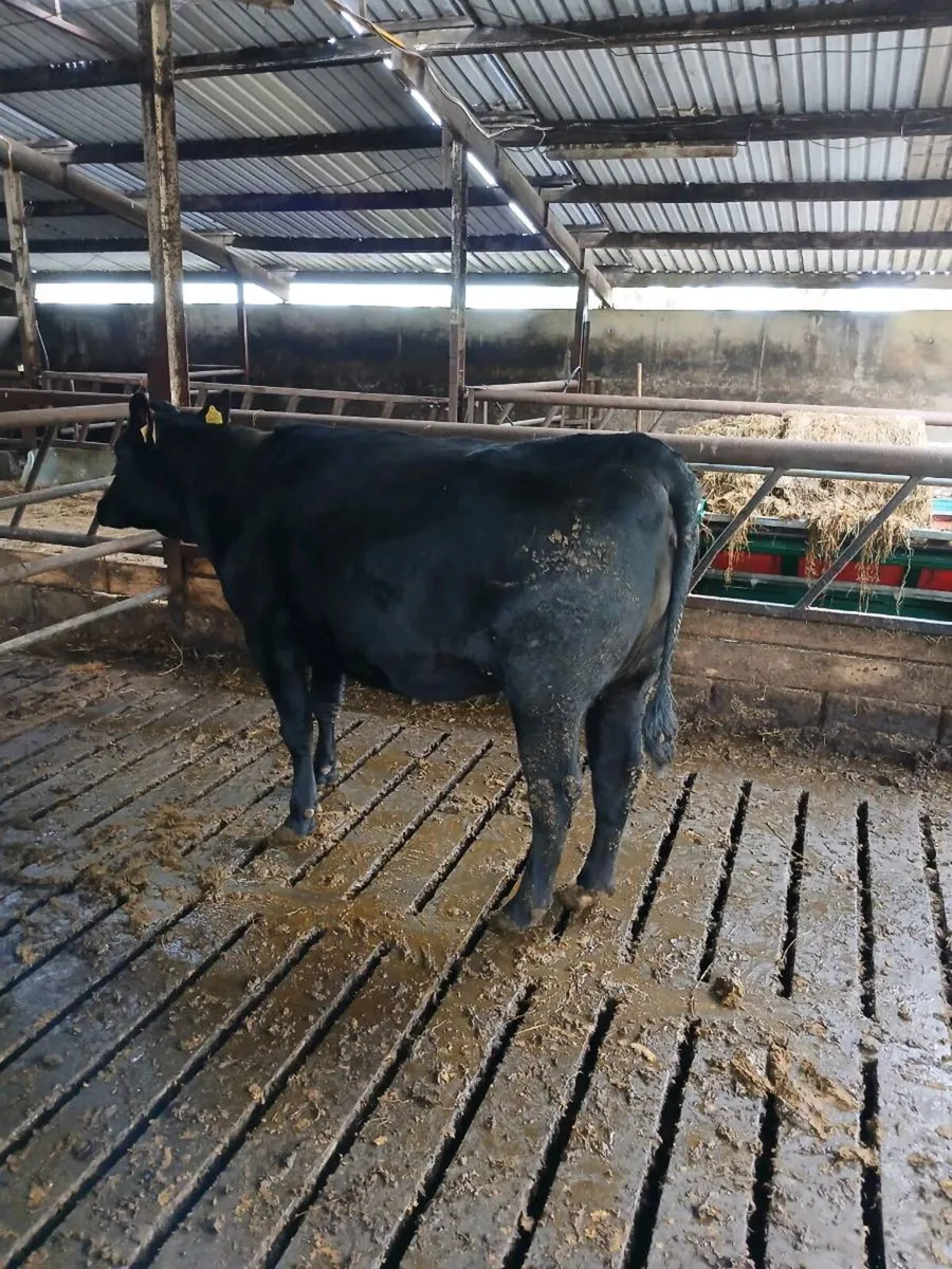 3 AA Heifers - Image 3