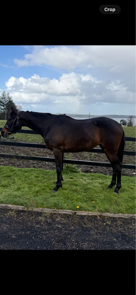 2023 Poet’s Word Filly - Image 1