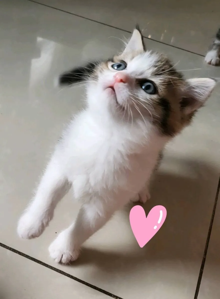 Norwegian forest kittens - Image 1