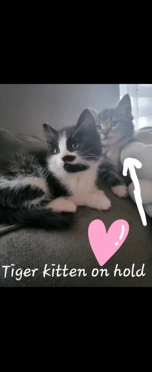 Norwegian forest kittens - Image 2