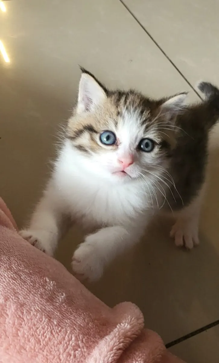 Norwegian forest kittens - Image 3