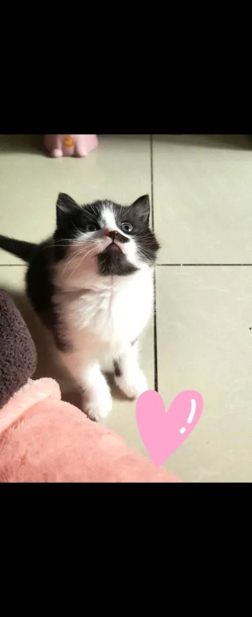 Norwegian forest kittens - Image 4