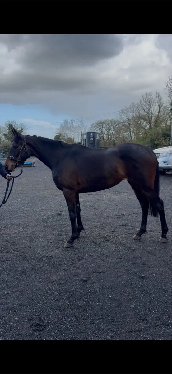 2023 Poet’s Word Filly - Image 3