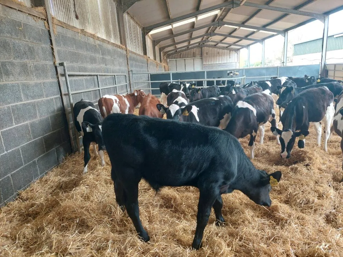 1 Angus bull calf - Image 1