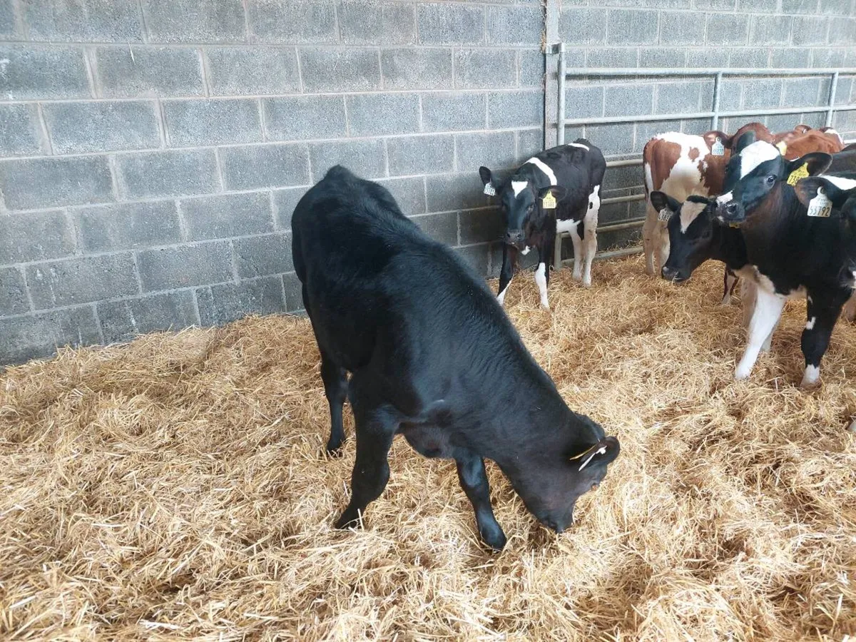 1 Angus bull calf - Image 2