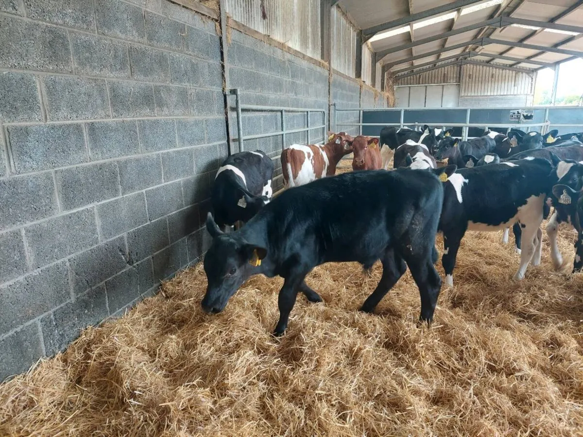 1 Angus bull calf - Image 3