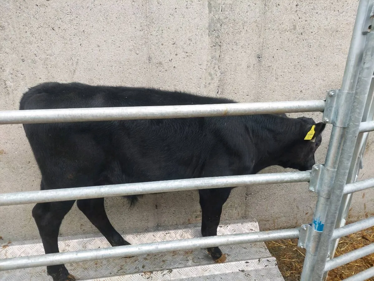 1 Angus bull calf - Image 4