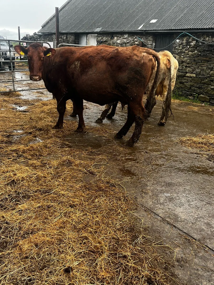 PBR Shorthorn incalf cows - Image 2