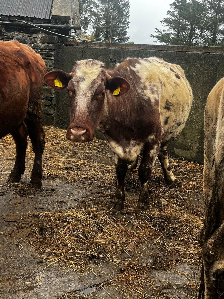 PBR Shorthorn incalf cows - Image 3