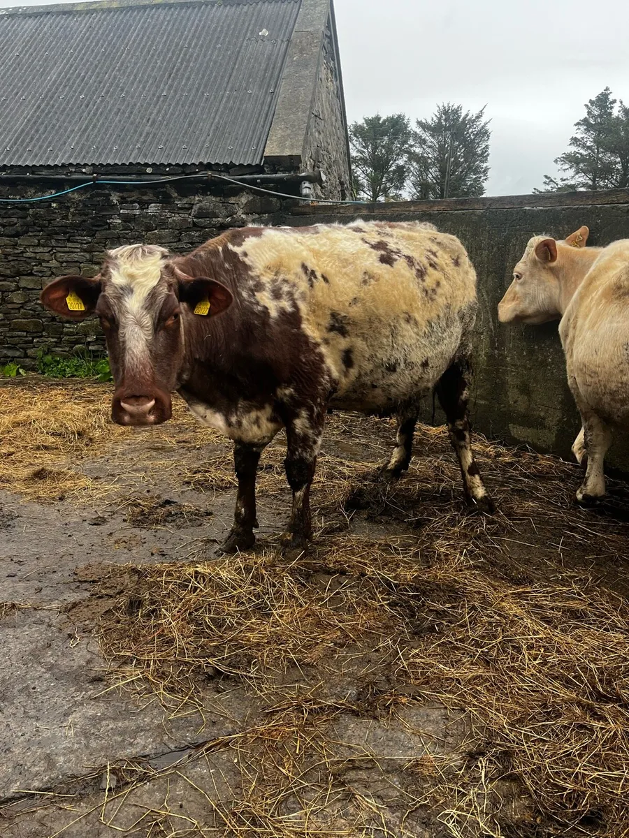 PBR Shorthorn incalf cows - Image 4