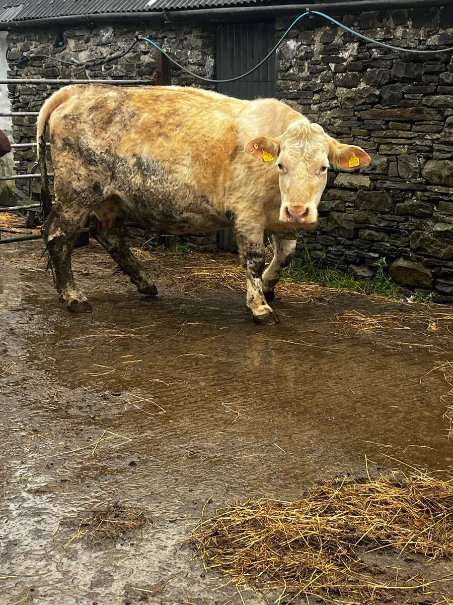 PBR Charolais incalf cow - Image 2
